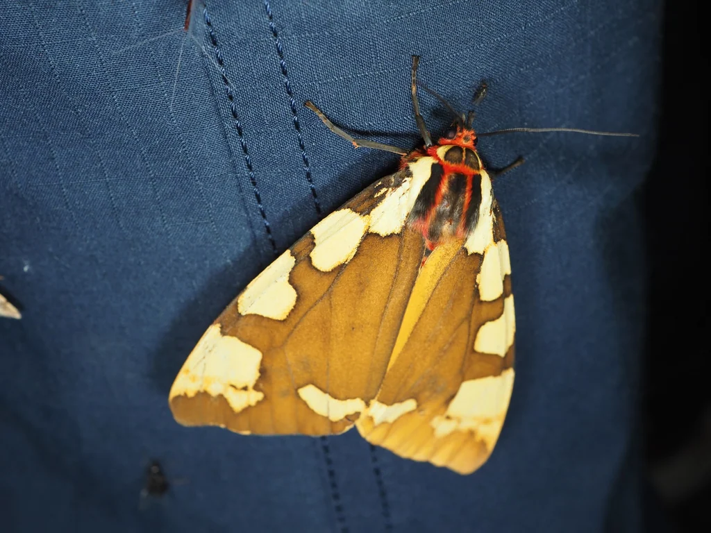 Pericallia matronula (Linnaeus, 1758) photograph