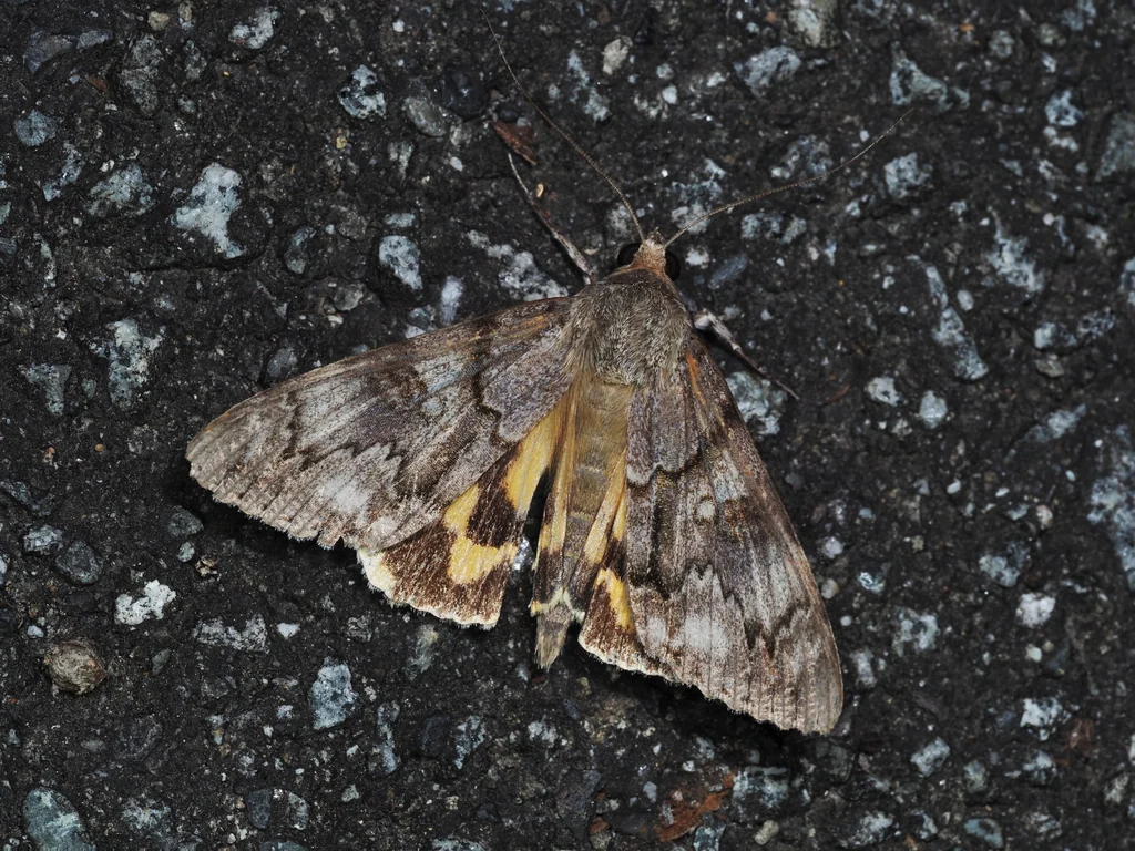 Catocala jonasii (Butler, 1877) photograph