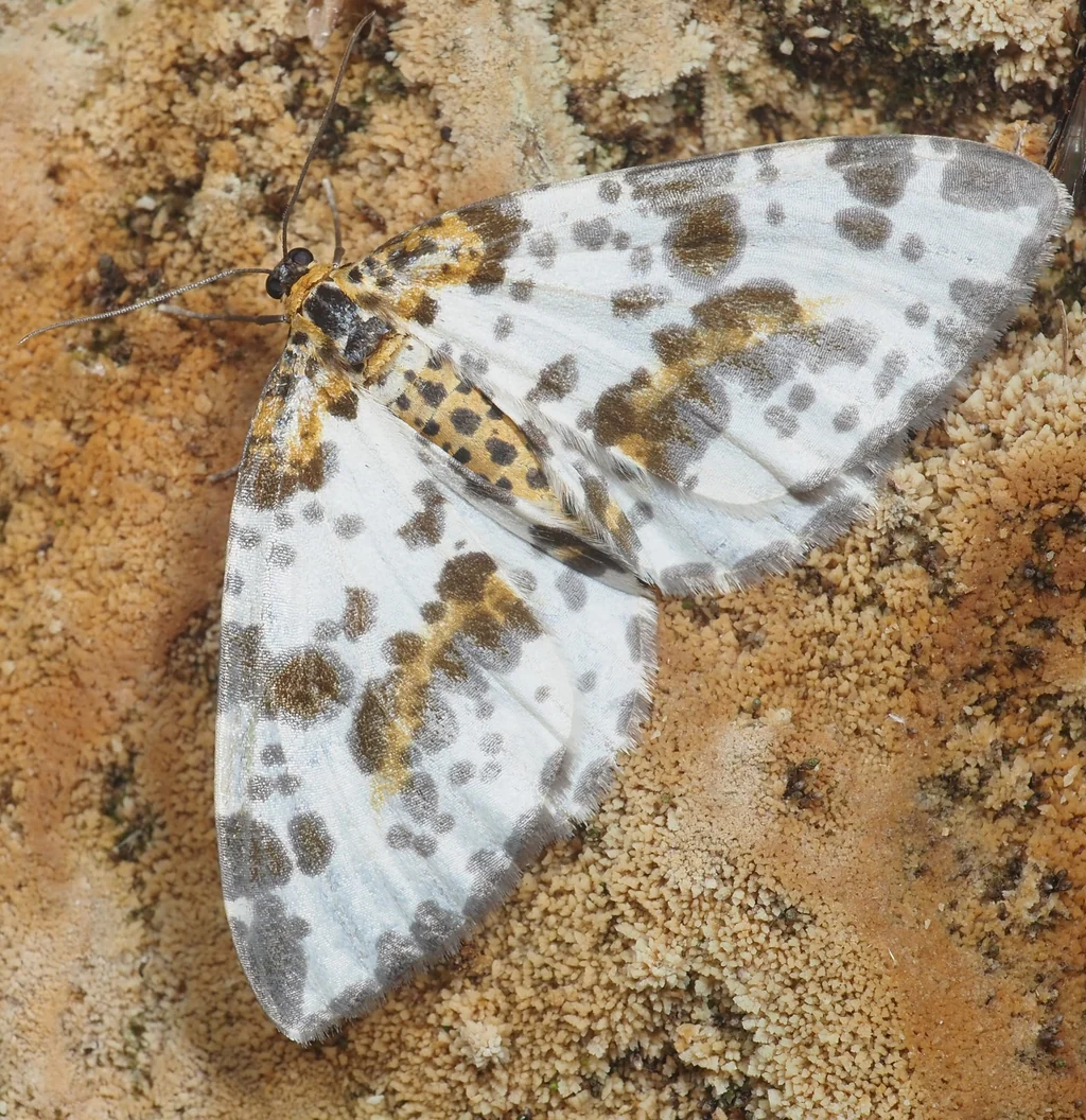 Abraxas flavisinuata Warren, 1894 photograph