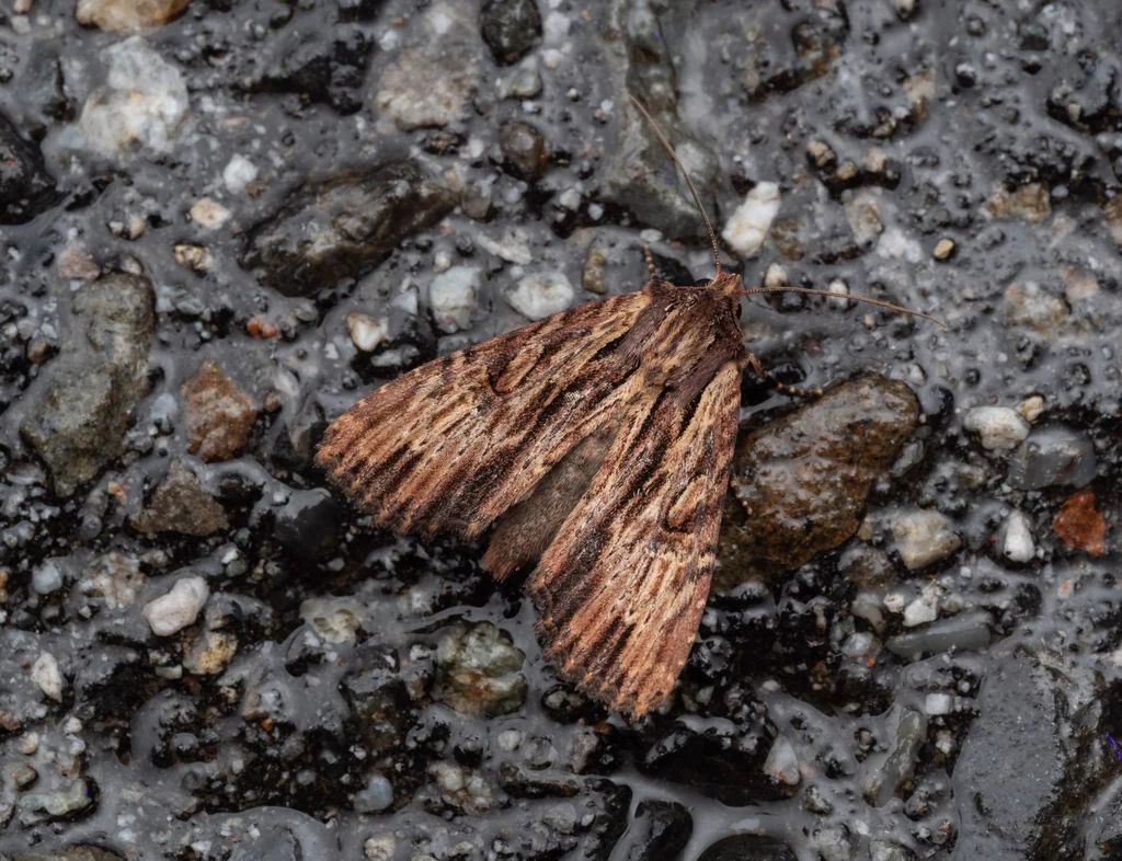 Apamea striata Haruta, 1958 photograph