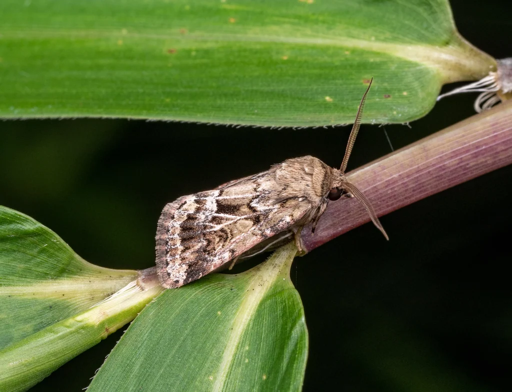 Spodoptera depravata (Butler, 1879) photograph