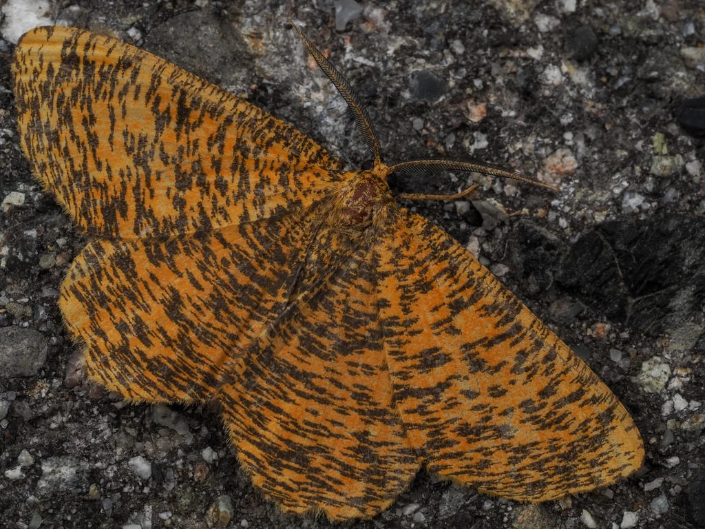 Angerona prunaria (Linnaeus, 1758) photograph
