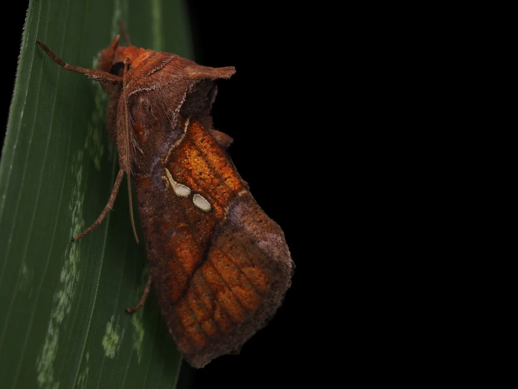 Erythroplusia pyropia (Butler, 1879) photograph