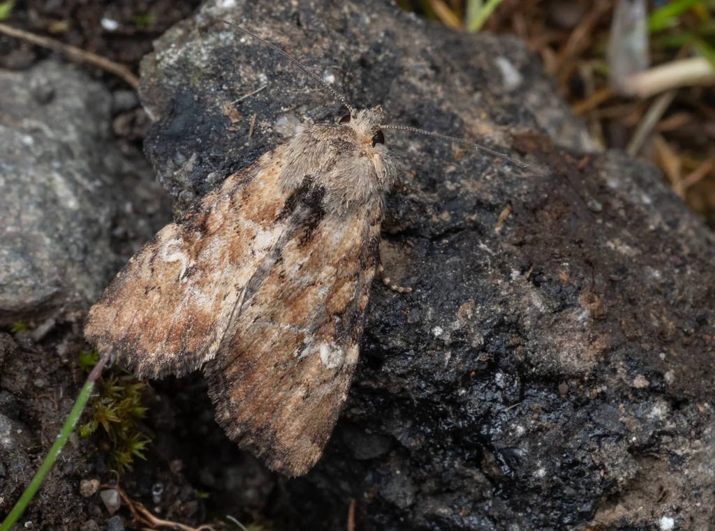 Loscopia scolopacina (Esper, 1788) photograph
