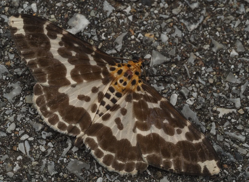 Pogonopygia pavida (Bastelberger, 1911) photograph