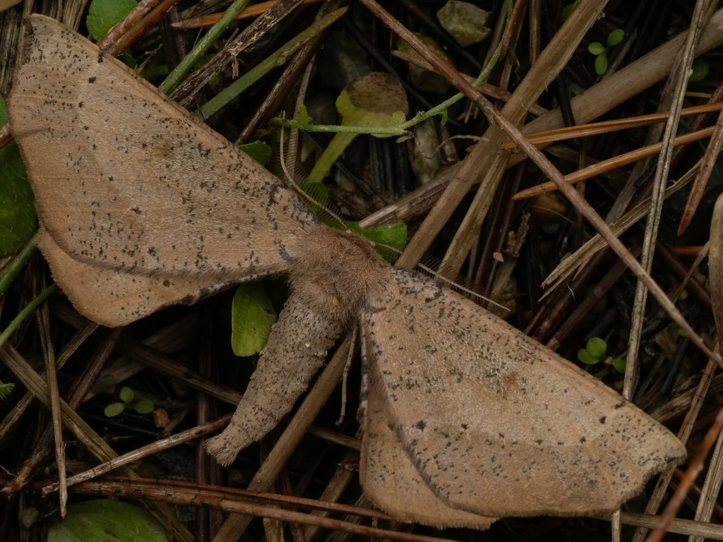 Acrodontis tanchame Kobayashi, 1995 photograph