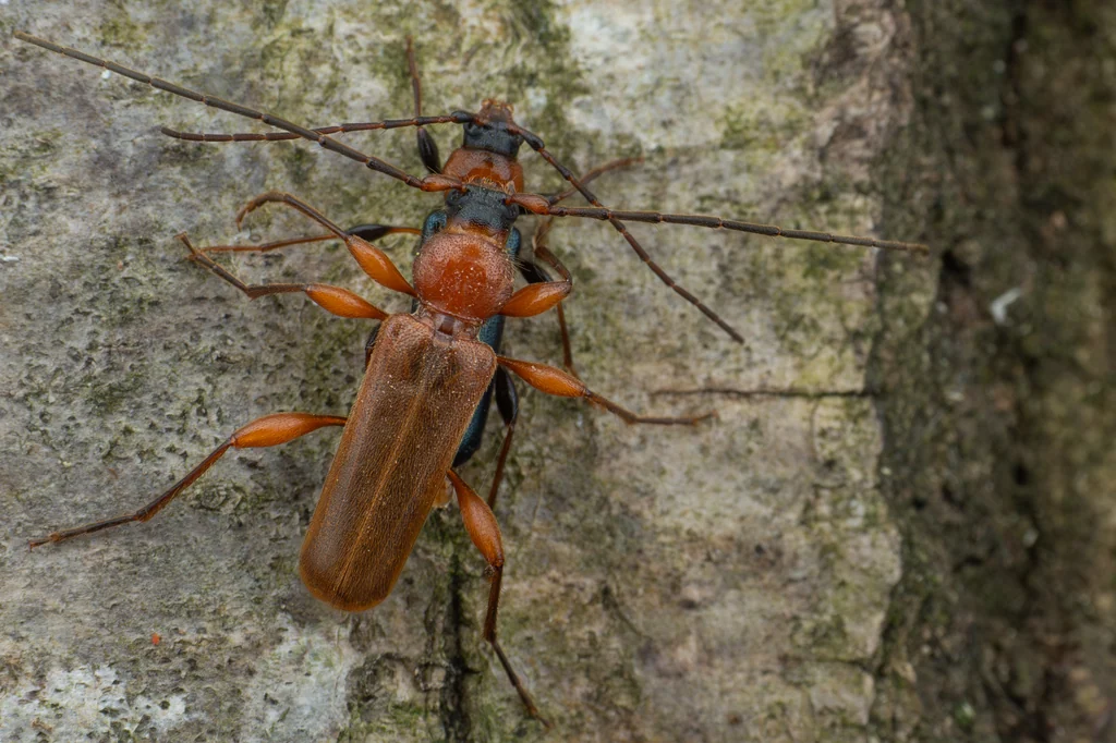 Phymatodes (Phymatodes) testaceus (Linnaeus, 1758) photograph