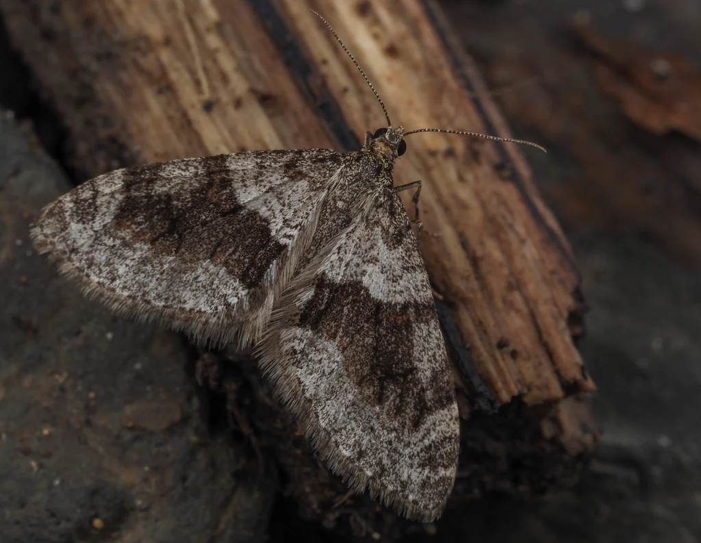 Trichopteryx terranea (Butler, 1878) photograph