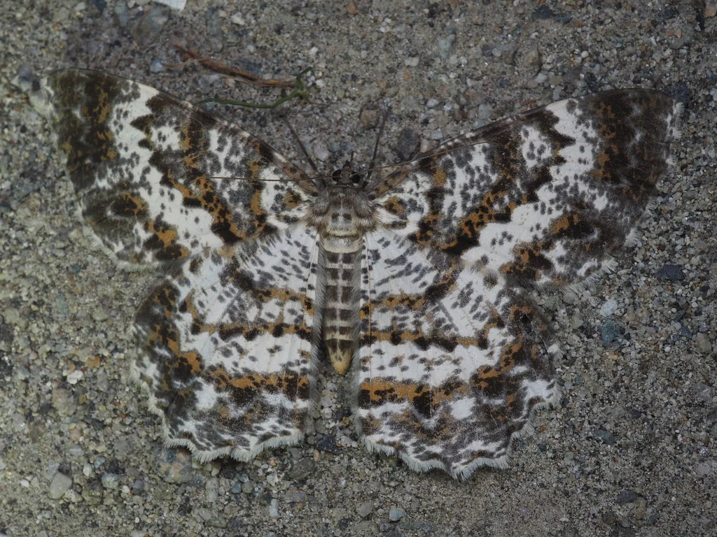 Amblychia insueta (Butler, 1878) photograph