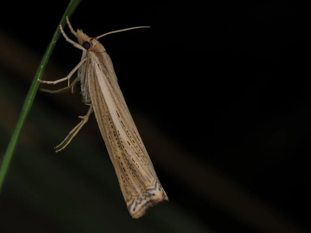 Ancylolomia japonica Zeller, 1877 photograph
