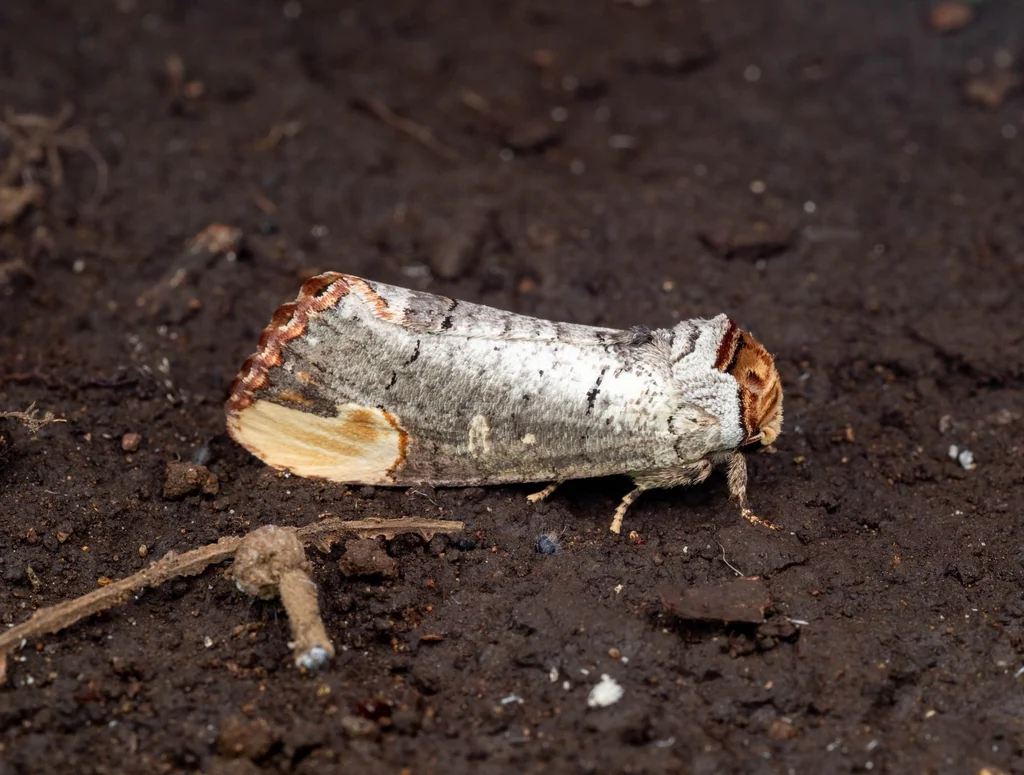 Phalera assimilis (Bremer & Grey, 1852) photograph