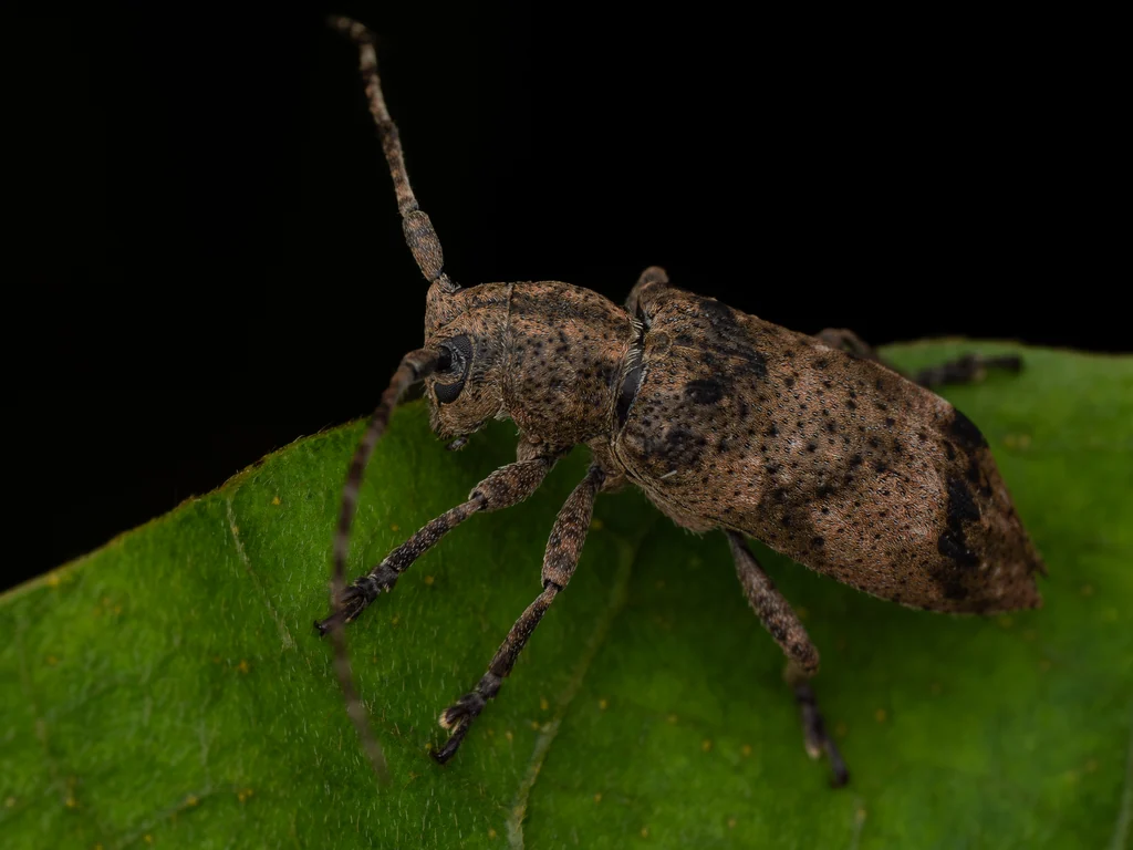 Pterolophia (Pterolophia) caudata caudata (Bates, 1873) photograph