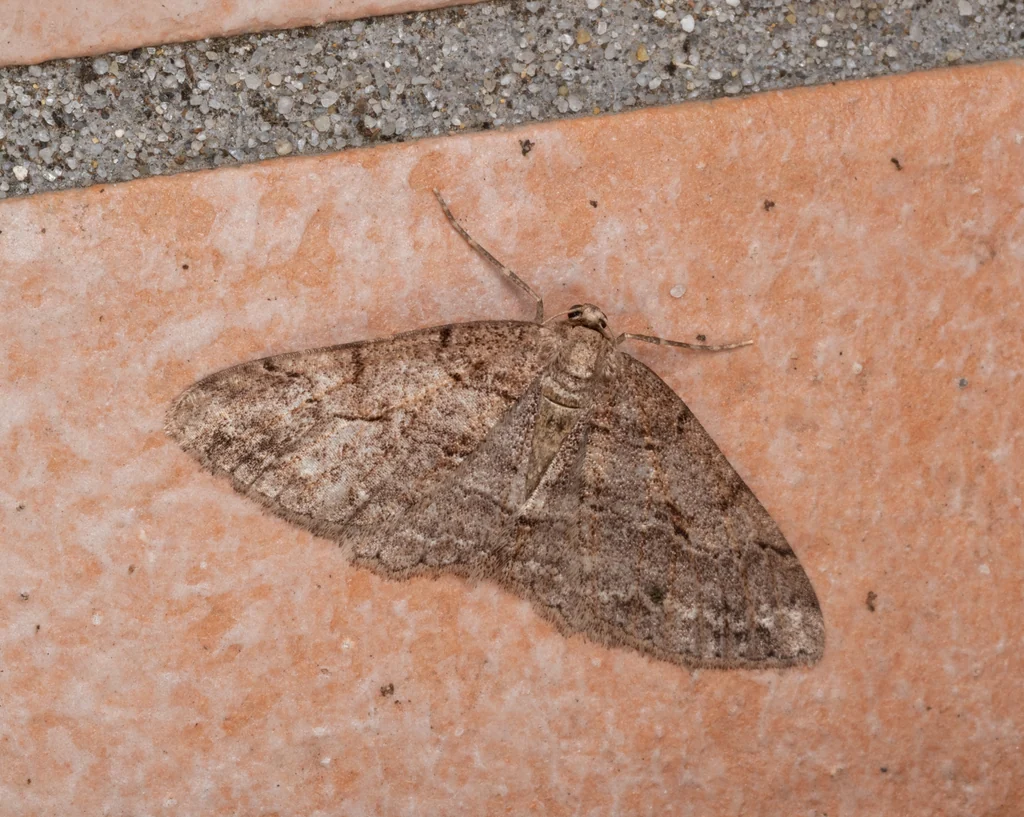 Protalcis concinnata (Wileman, 1911) photograph