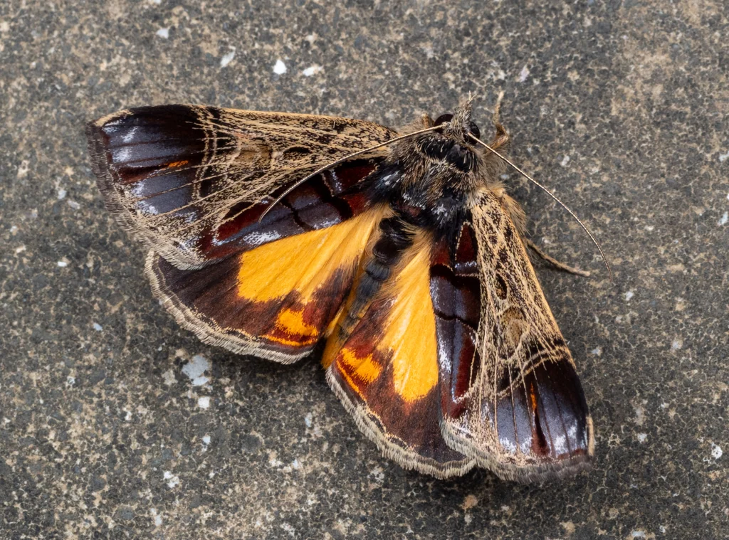 Sarbanissa subflava (Moore, 1877) photograph