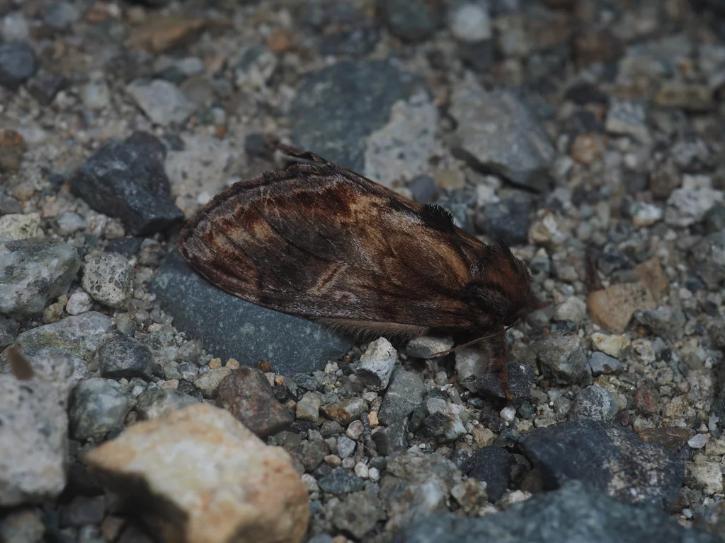 Notodonta stigmatica (Matsumura, 1920) photograph
