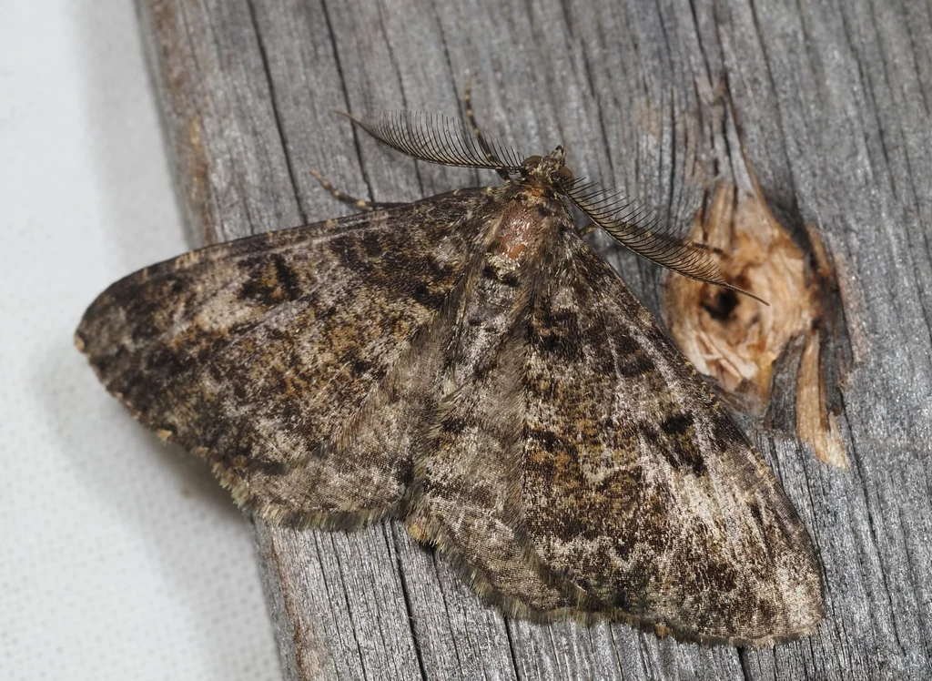 Alcis angulifera (Butler, 1878) photograph