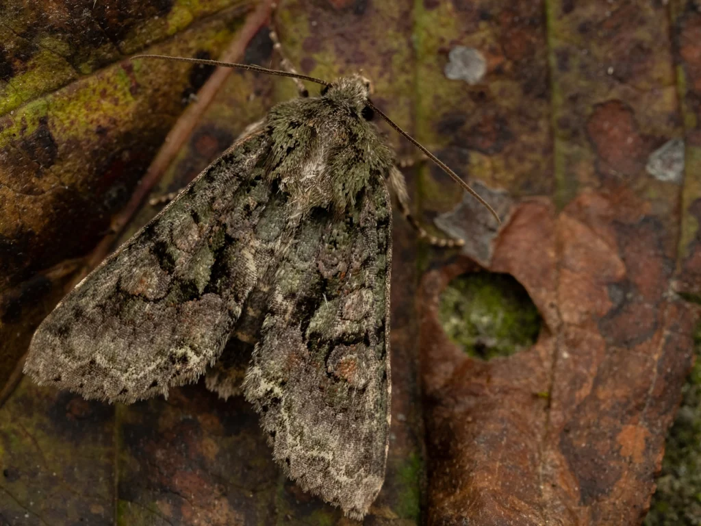 Dryobotodes intermissa (Butler, 1886) photograph