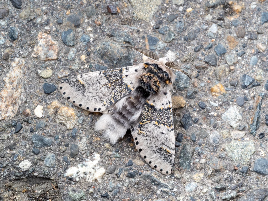Furcula furcula (Clerck, 1759) photograph