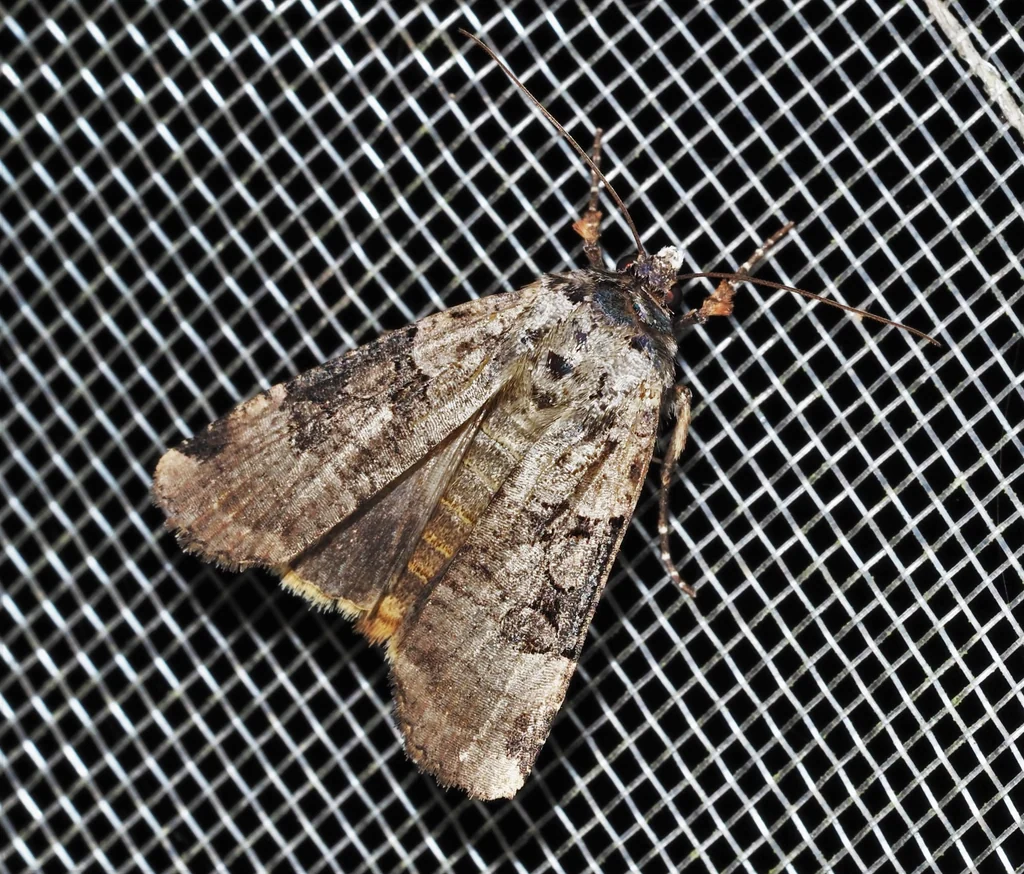 Xestia undosa (Leech, [1889]) photograph