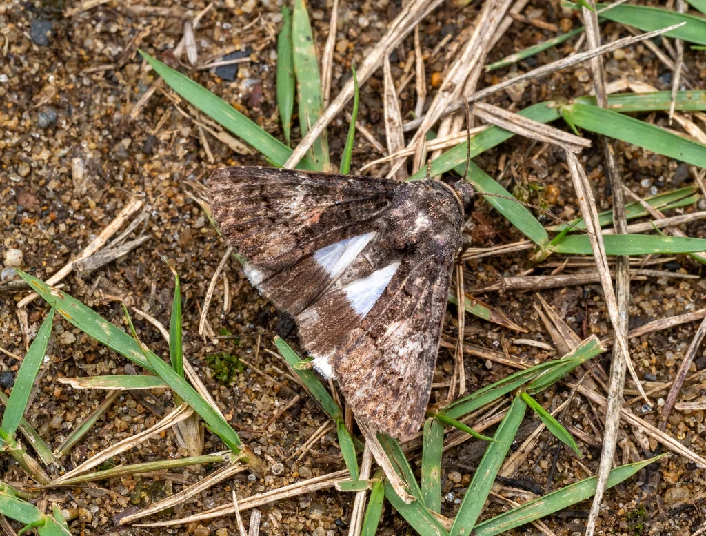 Aedia leucomelas (Linnaeus, 1758) photograph