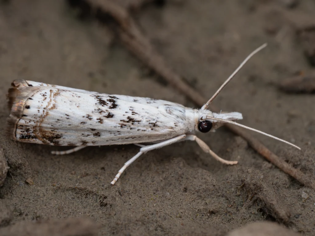 Chrysoteuchia porcelanella (Motschulsky, 1860) photograph