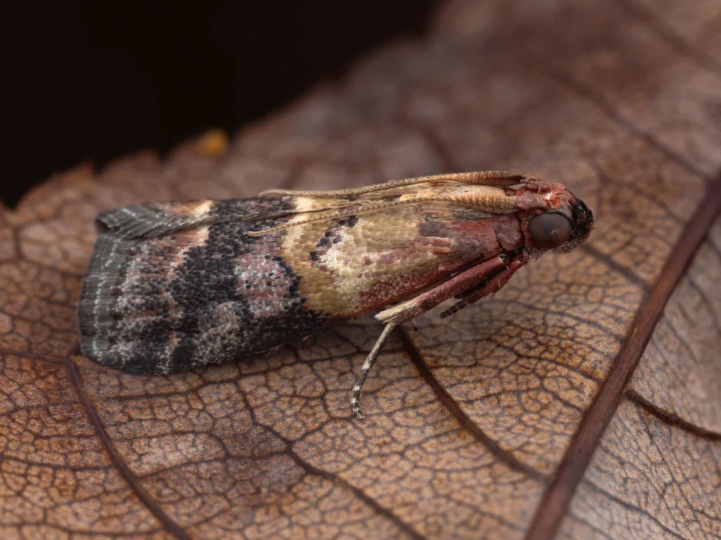 Acrobasis bellulella (Ragonot, 1893) photograph