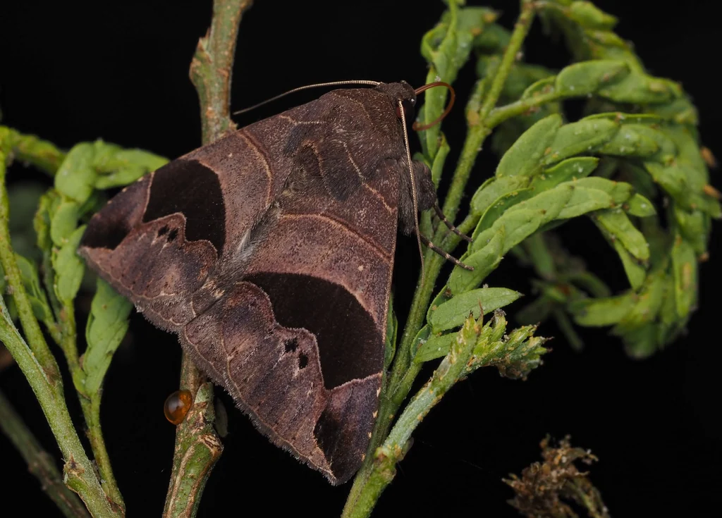 Bastilla joviana (Stoll, 1782) photograph