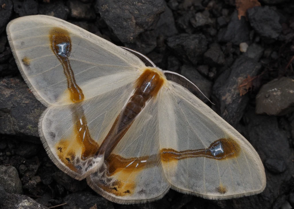 Doratoptera amabilis (Yazaki, 1988) photograph