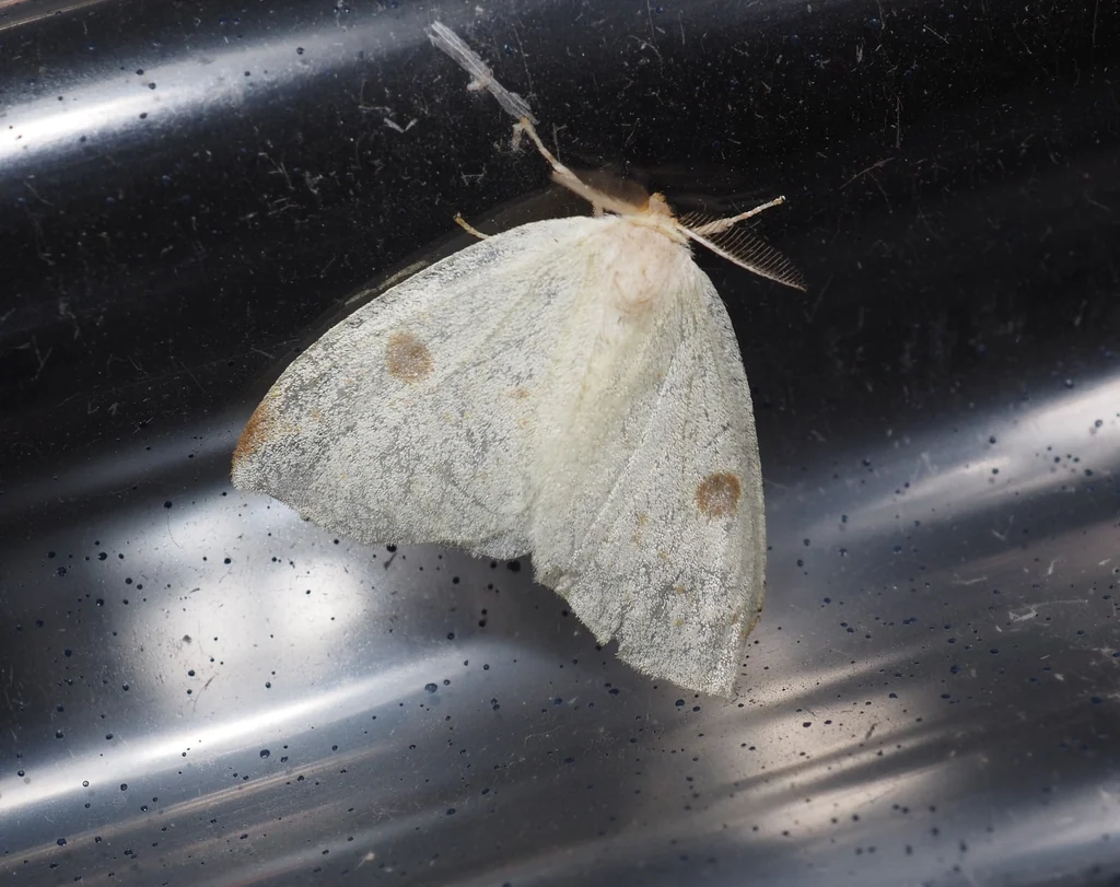 Topomesoides jonasii (Butler, 1877) photograph