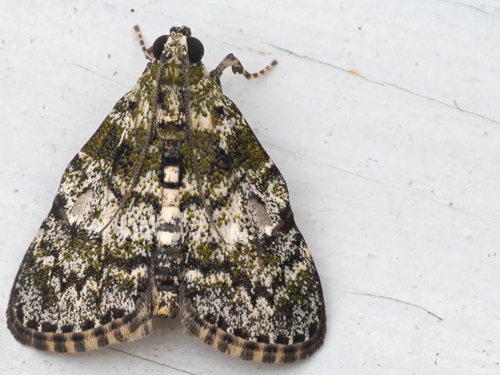 Orthaga onerata (Butler, 1879) photograph