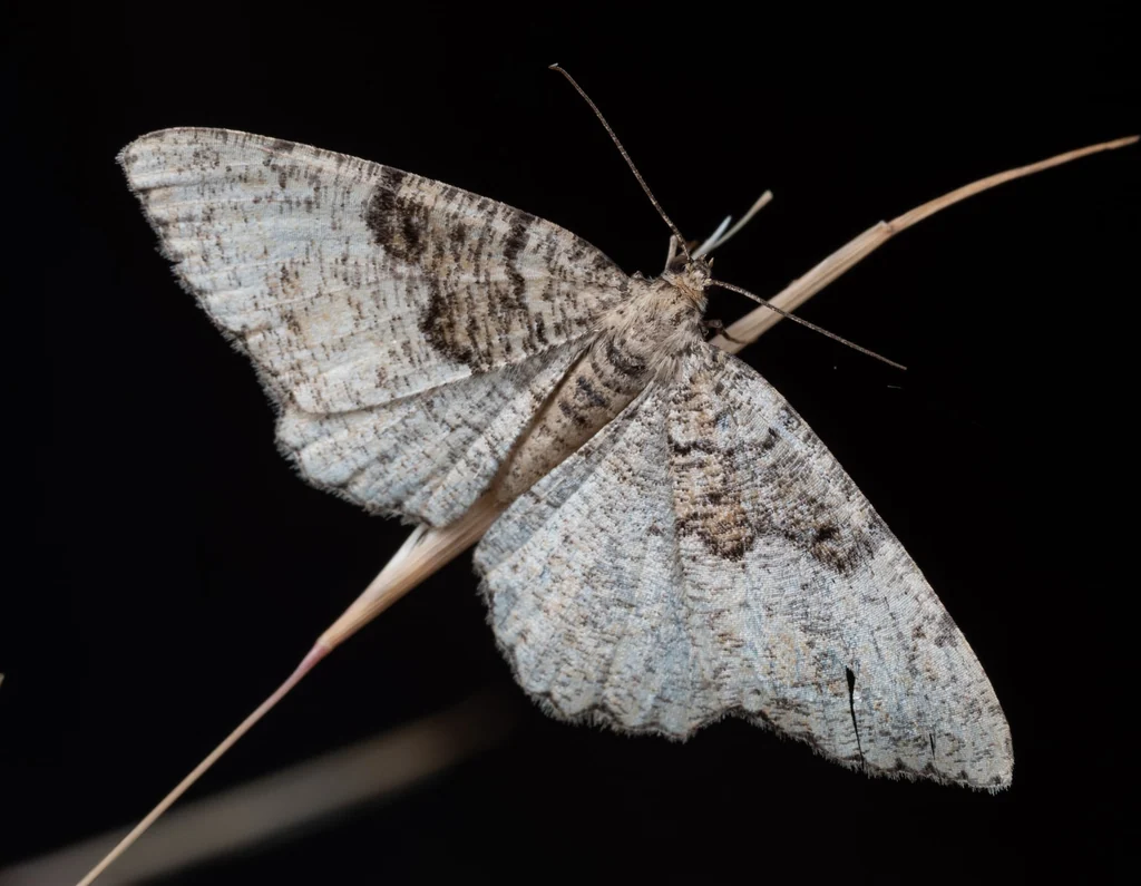 Ramobia basifuscaria (Leech, 1891) photograph