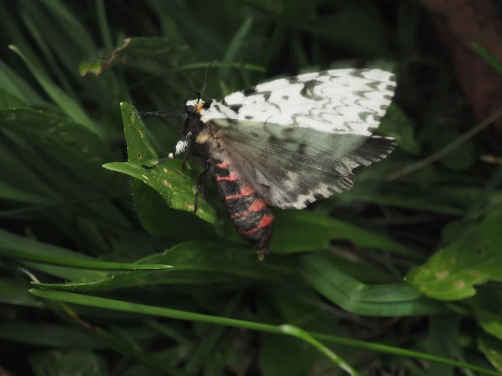 Lymantria monacha (Linnaeus, 1758) photograph