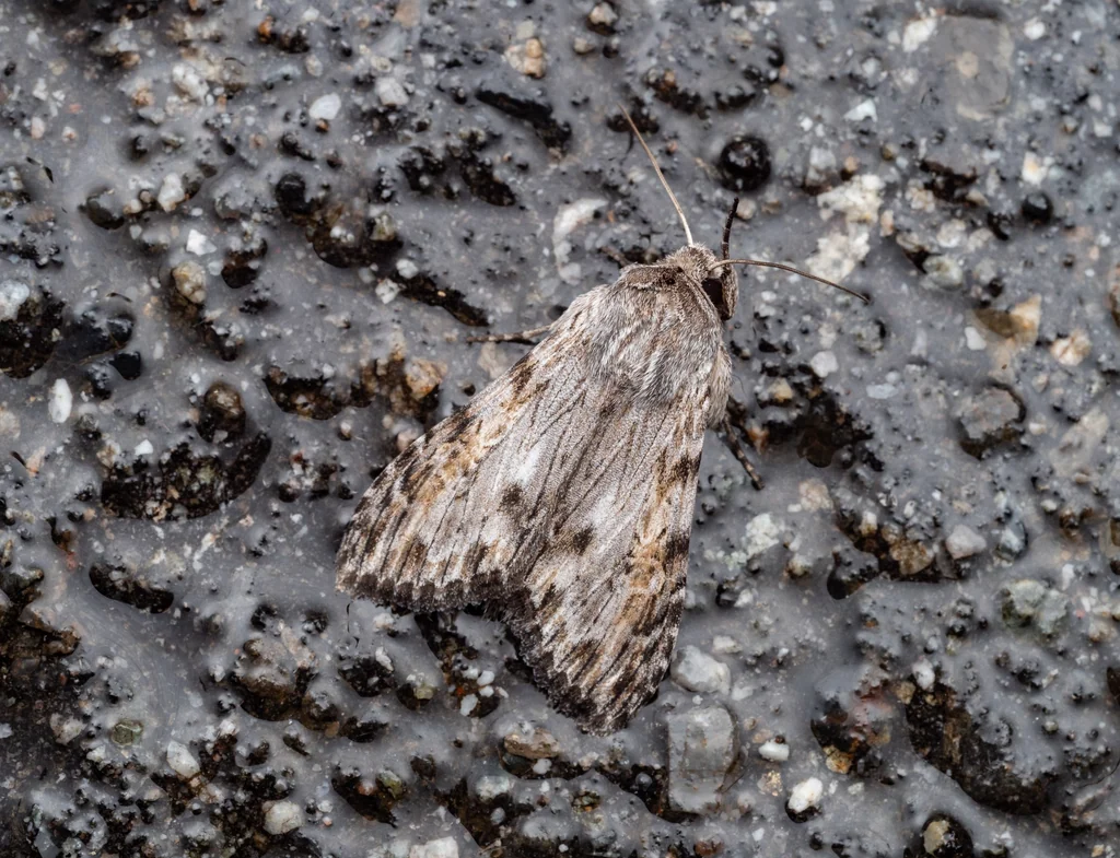 Cucullia maculosa Staudinger, 1888 photograph