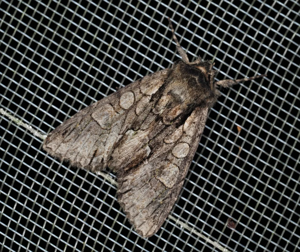 Meganephria cinerea (Butler, 1881) photograph