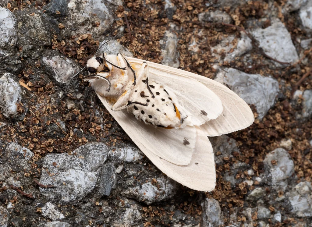Creatonotos transiens (Walker, 1855) photograph
