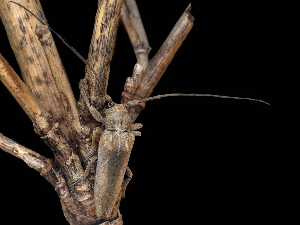 Niphona (Niphona) furcata (Bates, 1873) photograph