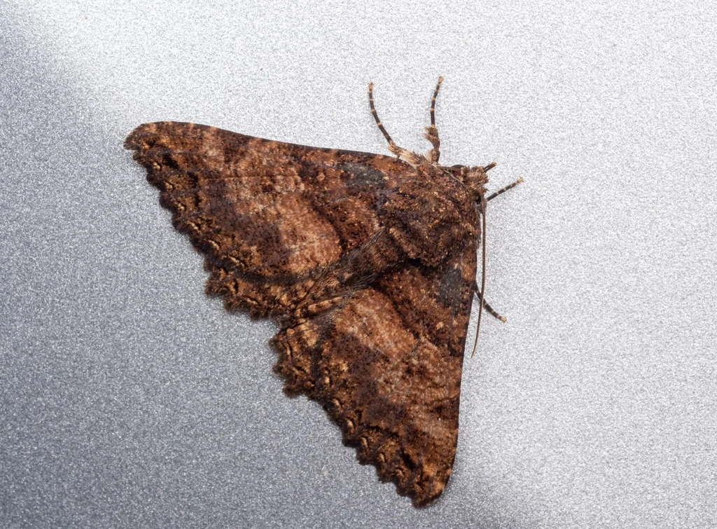 Daddala lucilla (Butler, 1881) photograph