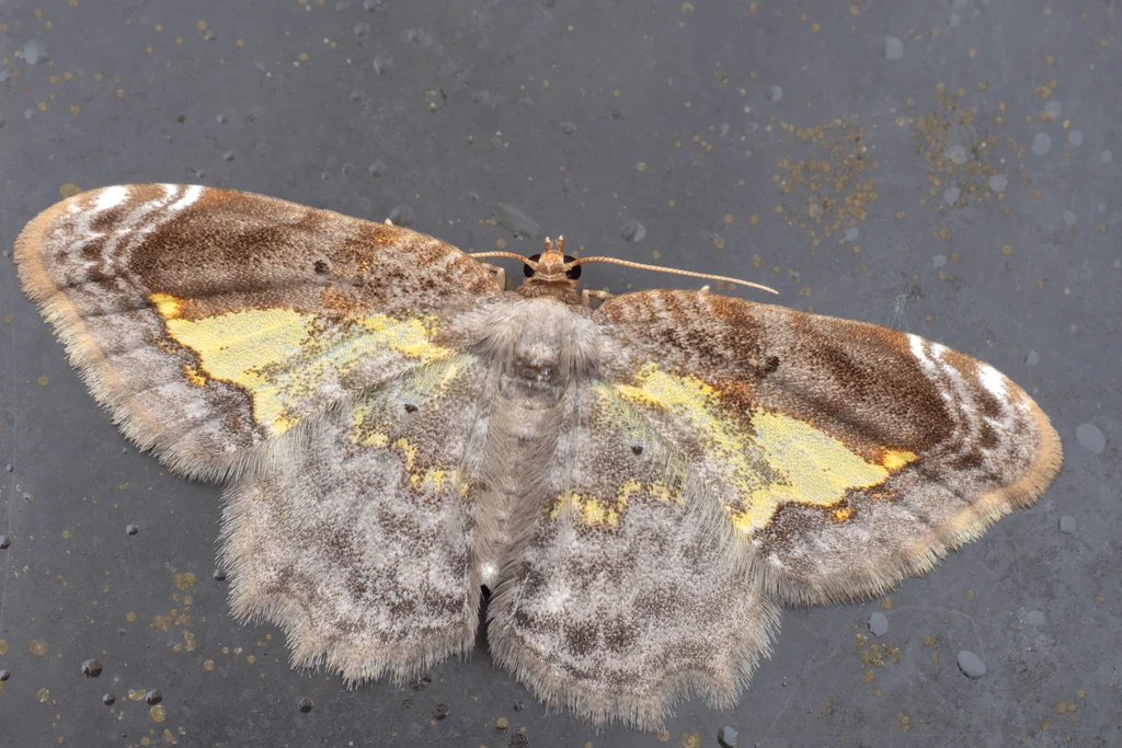 Acolutha pulchella (Hampson, 1891) photograph