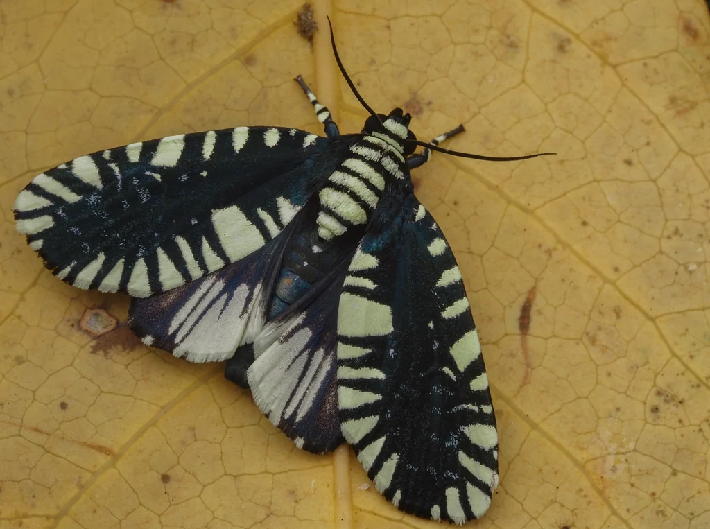Apsarasa radians (Westwood, 1848) photograph
