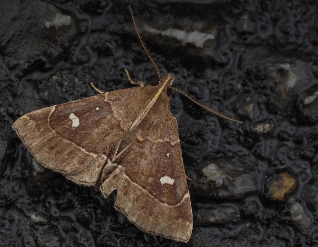 Cidariplura gladiata (Butler, 1879) photograph
