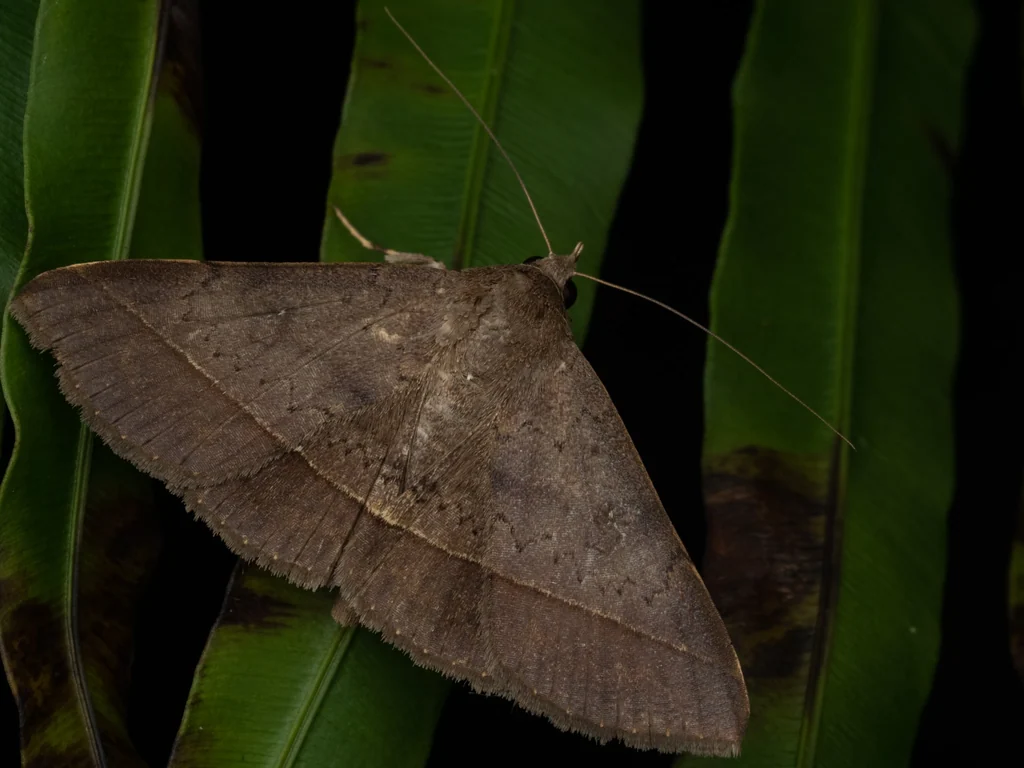 Hypospila bolinoides (Guenée, 1852) photograph