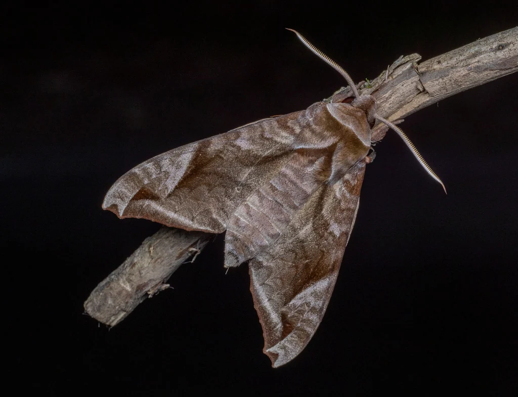 Acosmeryx naga (Moore, 1858) photograph