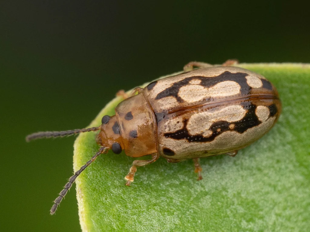 Phola octodecimguttata (Fabricius, 1775) photograph