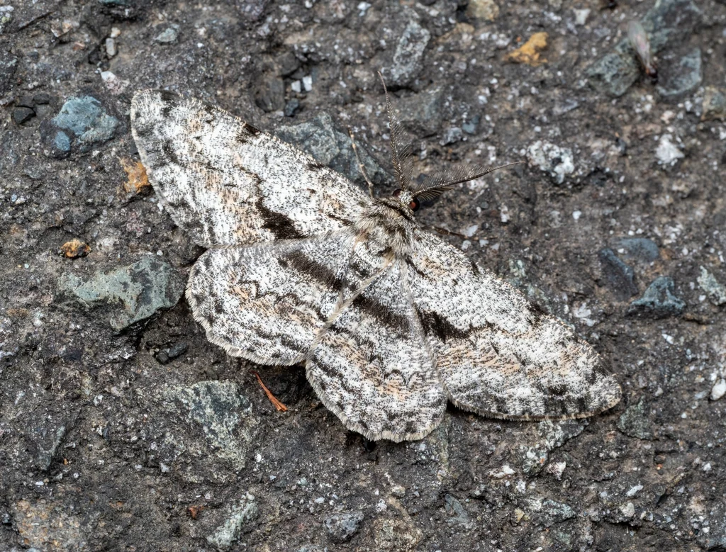 Hypomecis roboraria (Denis & Schiffermüller, 1775) photograph