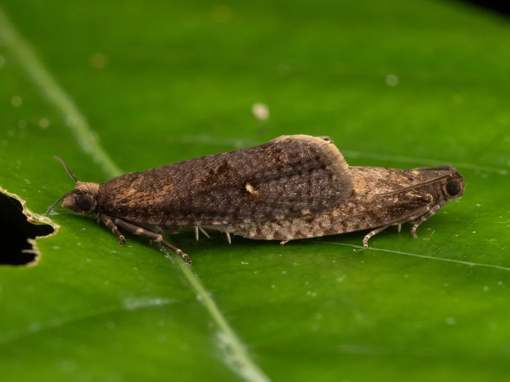 Cryptaspasma angulicostana (Walsingham, 1900) photograph