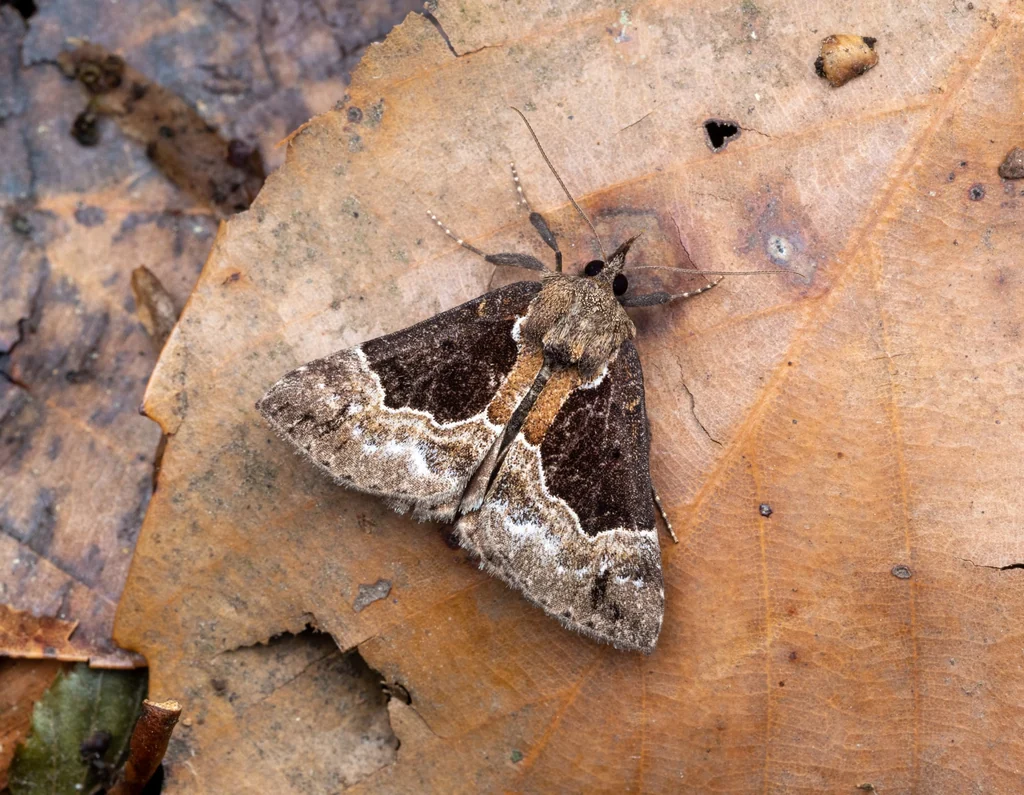Bomolocha squalida (Butler, 1879) photograph