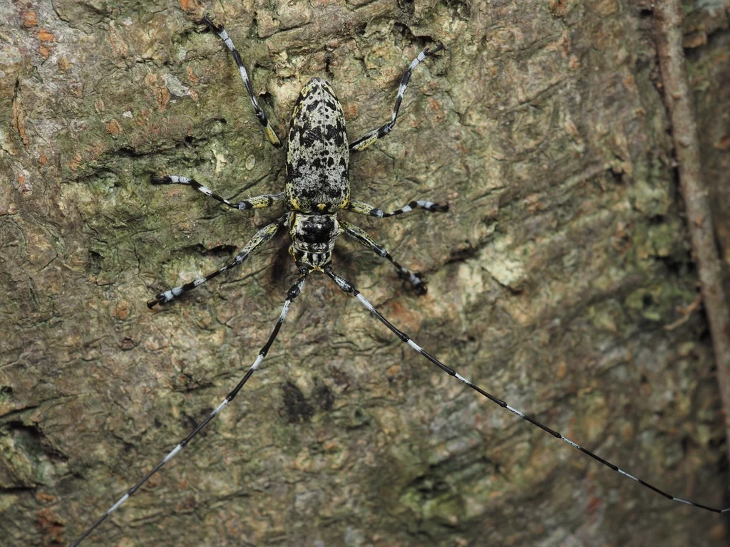 Palimna liturata liturata (Bates, 1884) photograph