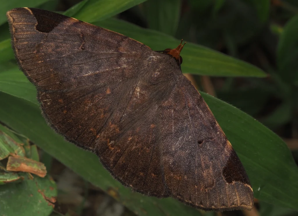 Mecodina praecipua (Walker, 1865) photograph