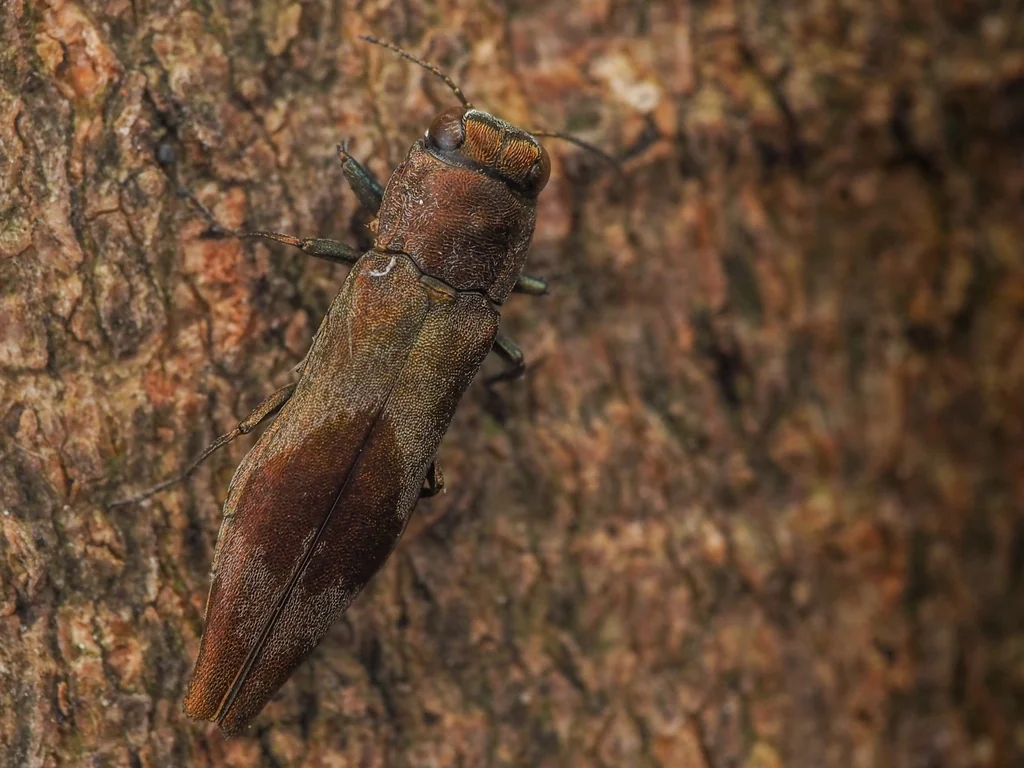 Agrilus discalis E. Saunders, 1873 photograph