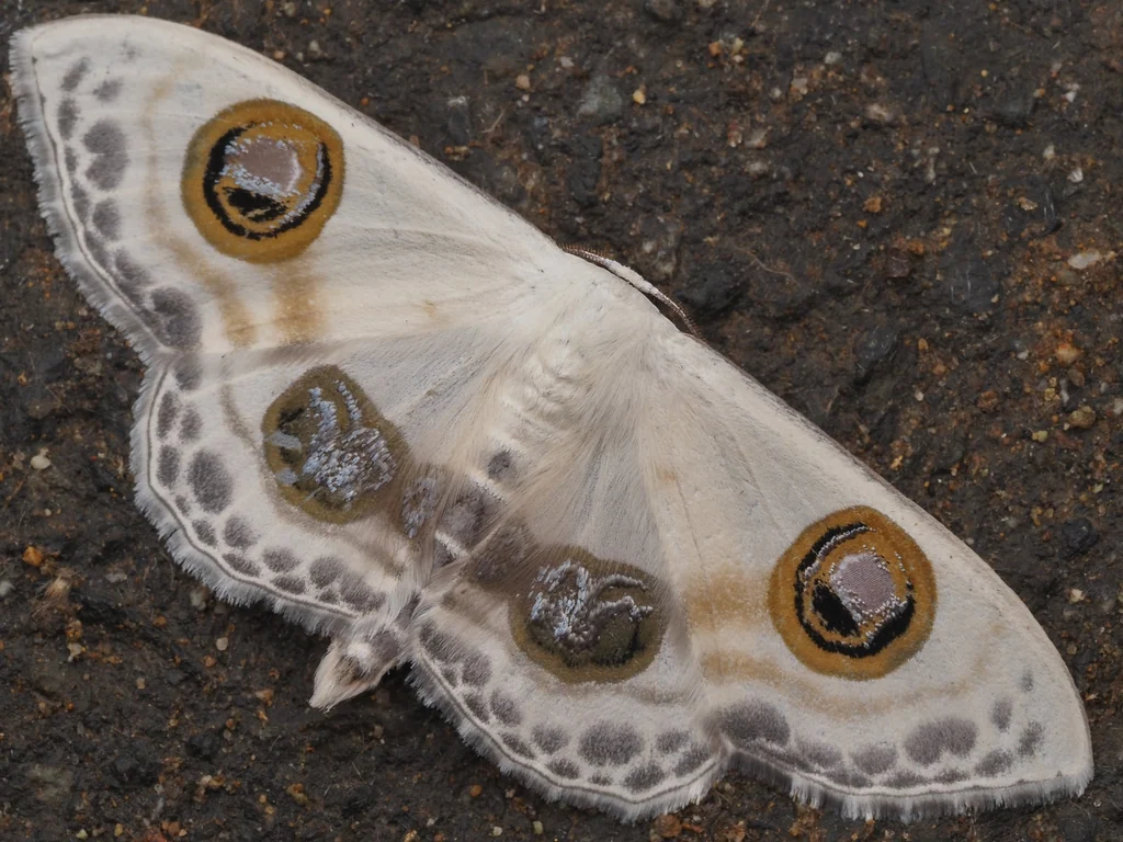 Problepsis superans (Butler, 1885) photograph